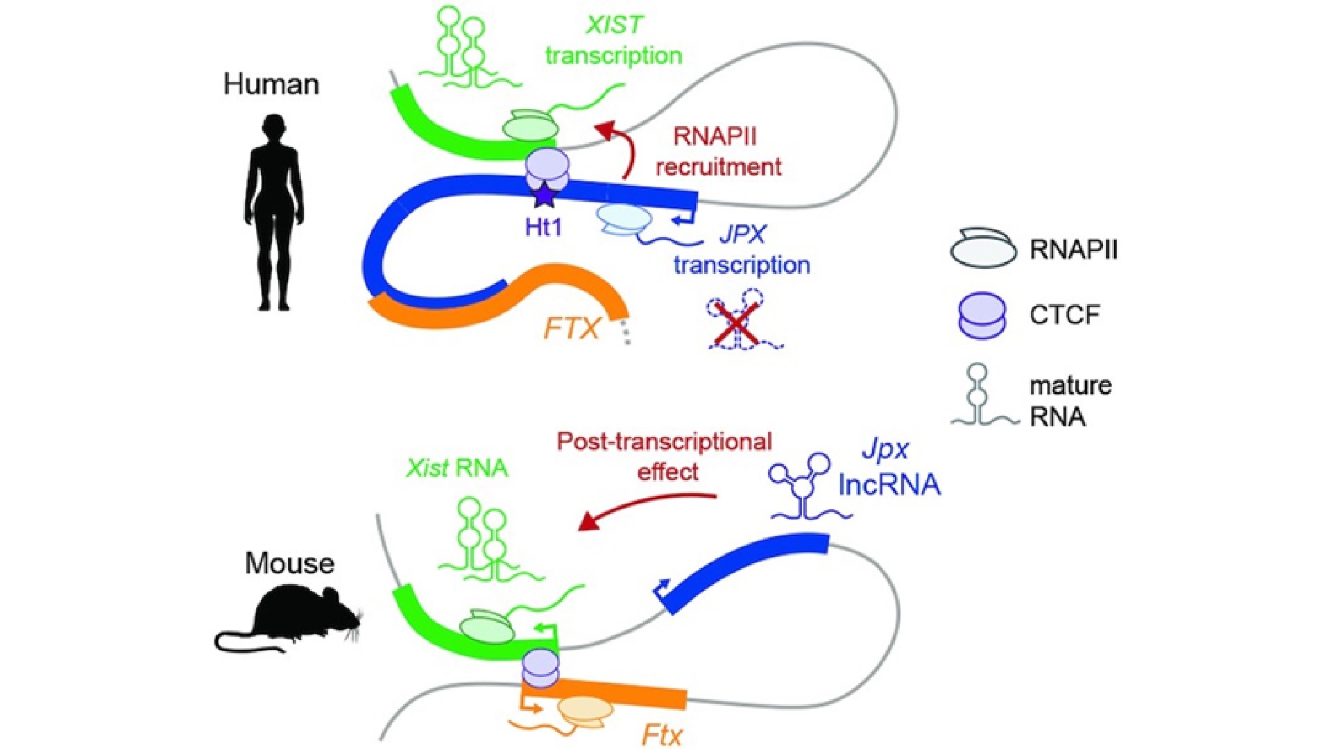 Graphical abstract