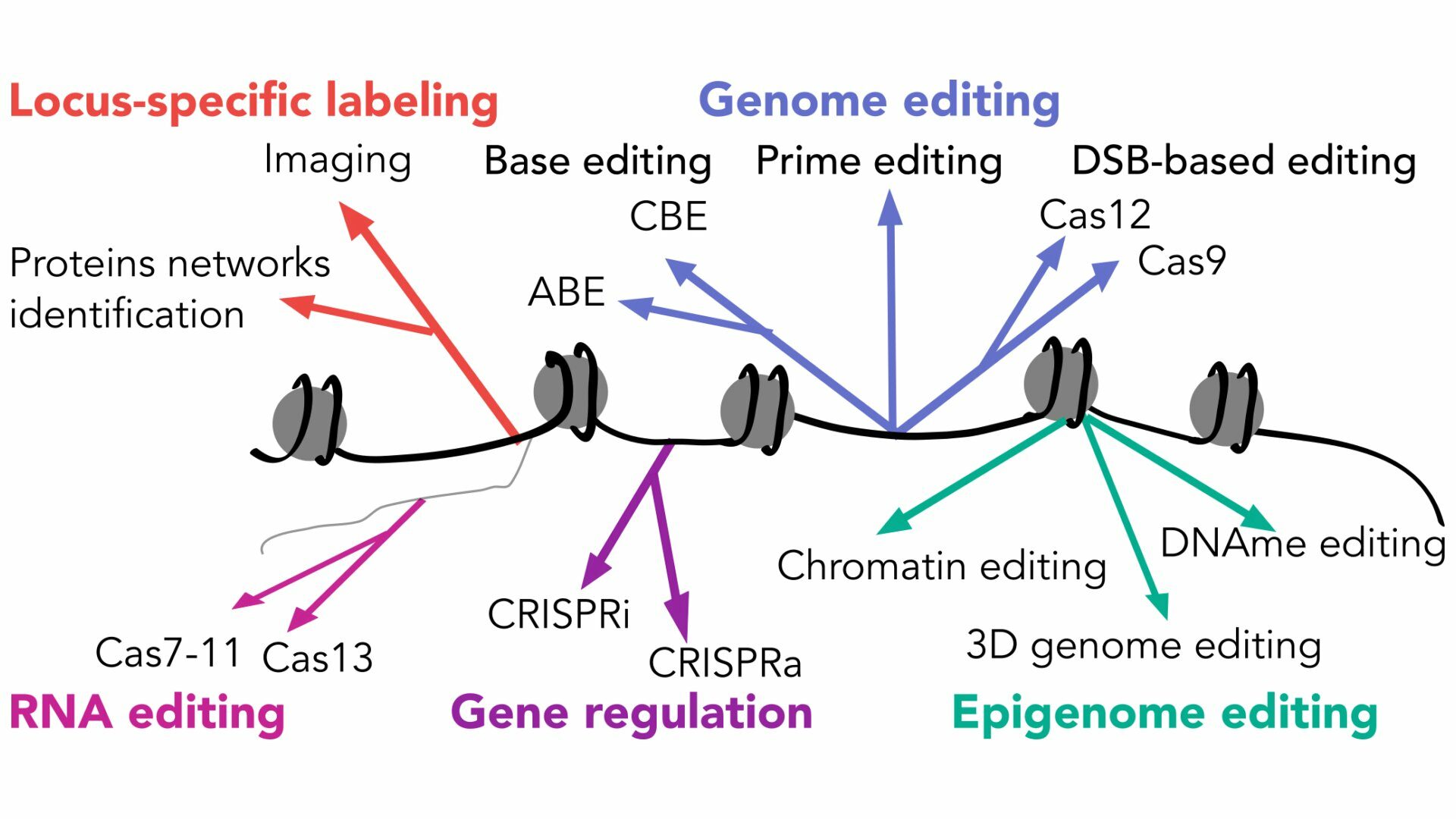 GENIE : Genome engineering in epigenetics | Epigenetics