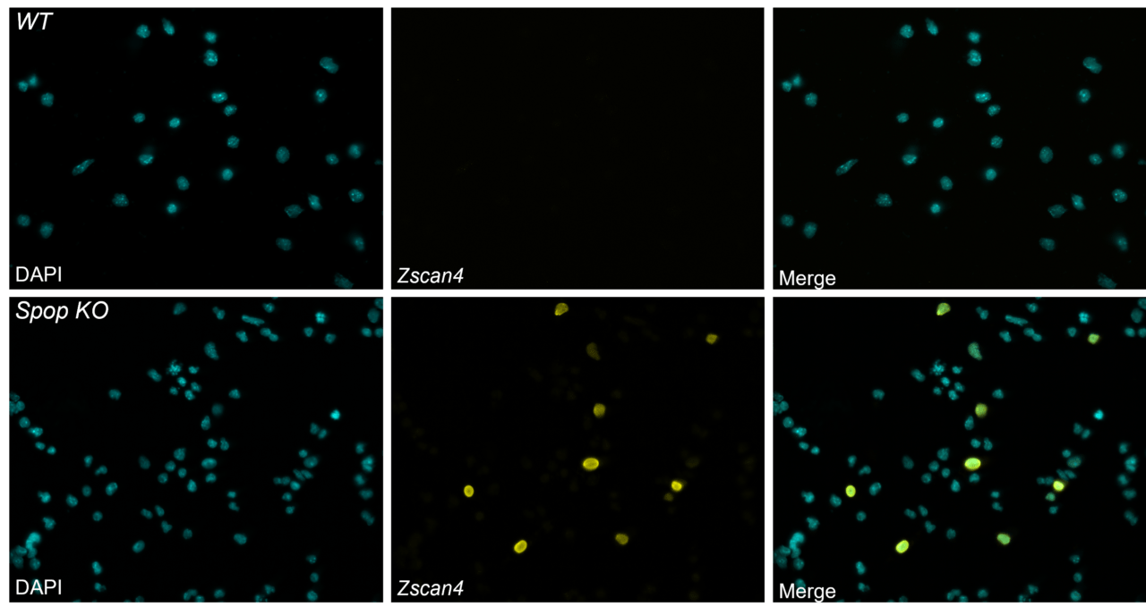 DNA methylation in stem cells | Epigenetics