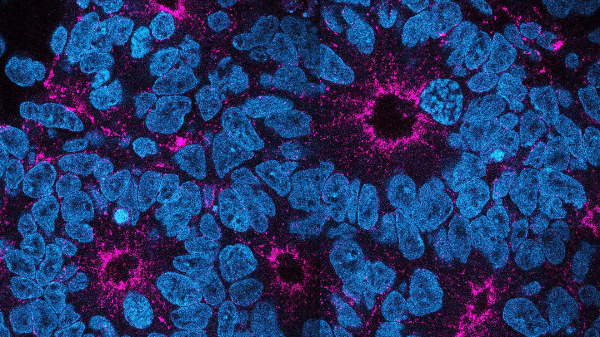 Plateforme d’imagerie EPI² | Epigenetics and Cell Fate