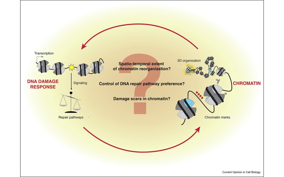 Review on the DNA damage response in chromatin
