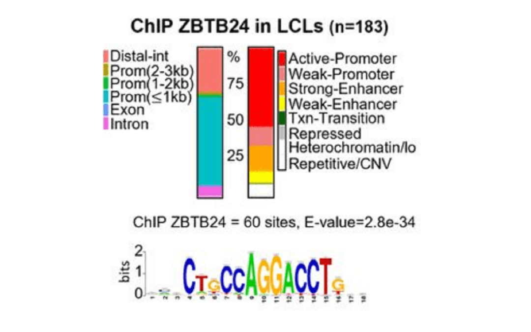 New pre-print about ZBTB24