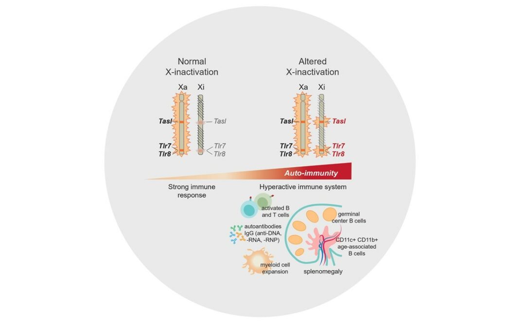 Article: Altered X-chromosome inactivation predisposes to autoimmunity