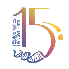 EDC15: Fifteen Years of Epigenetics and Cell Fate