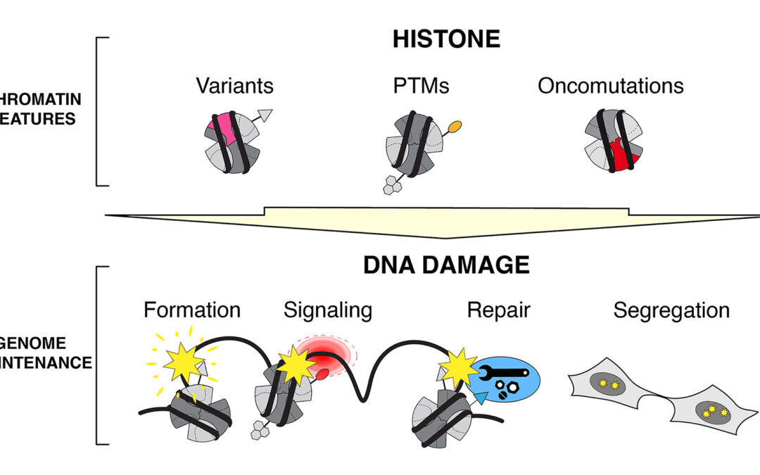 Review on the chromatin-based regulation of genome maintenance