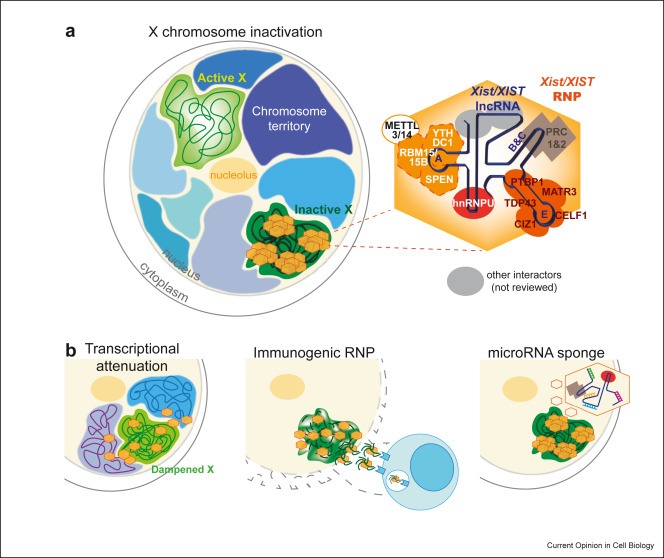 New review: Unleashing XIST from X-chromosome inactivation