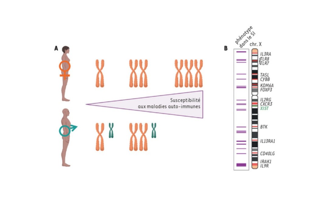 Nouvelle revue: Régulation du chromosome X et spécificités fonctionnelles des cellules femelles. Deux X valent-ils mieux qu’un ?