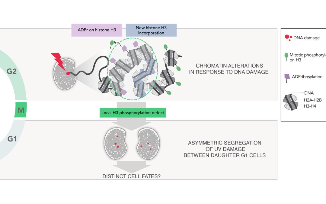 New research article on how chromatin marking governs DNA damage segregation in mitosis