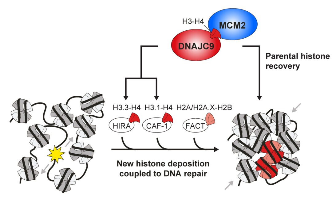 New research article on histone chaperones with central functions in chromatin repair